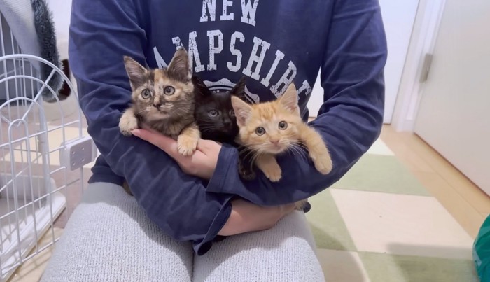 抱っこされている3匹の子猫たち