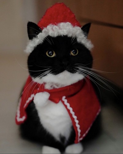 サンタの格好をした黒猫