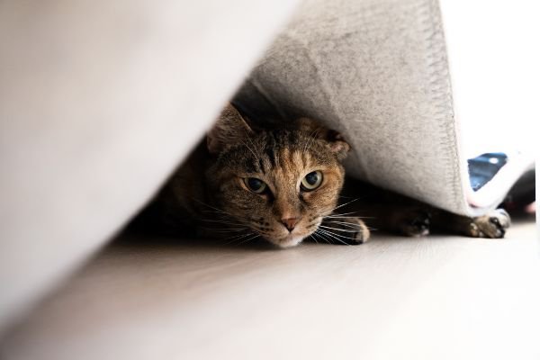 カーペットの下に隠れる猫