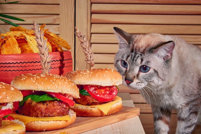 猫とハンバーガー