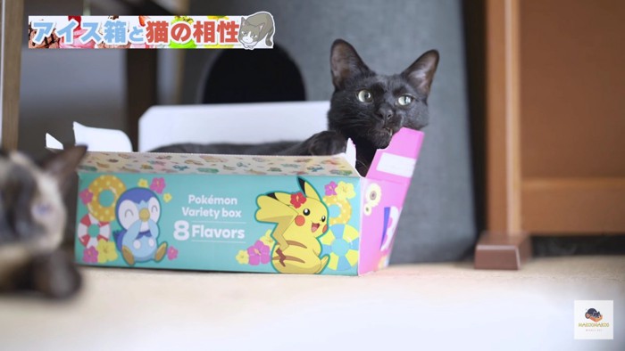 箱の中から顔を出す黒猫