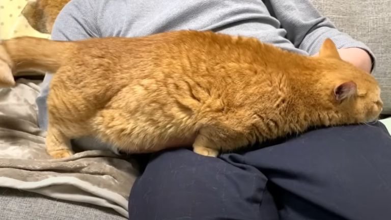 男性のひざで伸びる猫