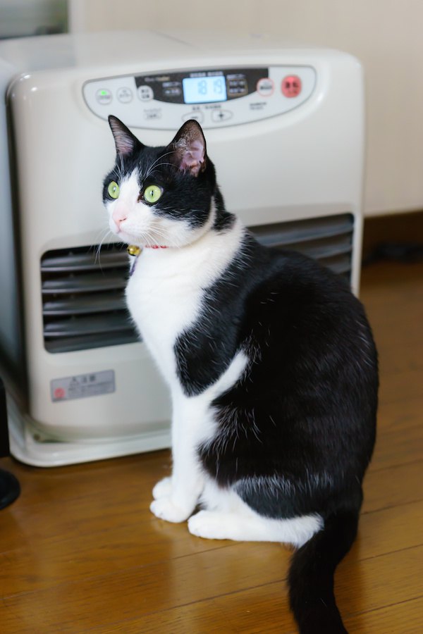 暖房の前に座る猫