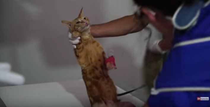 診察台で検査を受ける猫