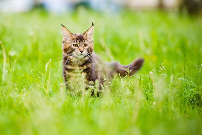 草原で遊ぶメインクーンの子猫