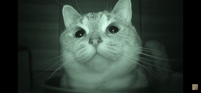 目がぱっちりな猫