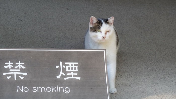 禁煙の文字と不機嫌そうな猫