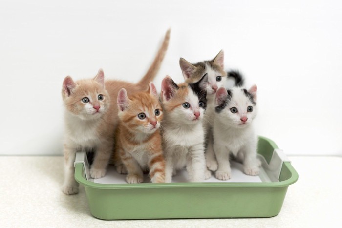 トイレにいっぱいの子猫