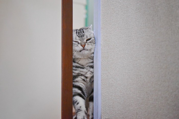 わずかなドアの隙間から顔を出そうとする猫