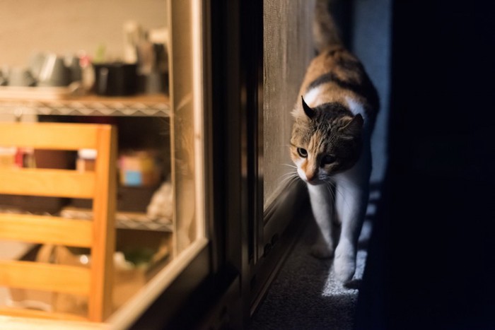 薄暗い中で窓辺を歩く猫
