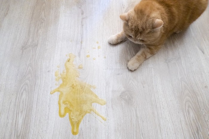 黄色い嘔吐を見る猫