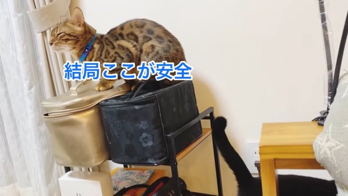 メイクボックスの上に座る猫
