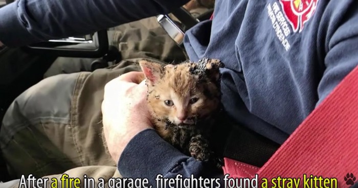 車内で消防士の膝に乗る子猫