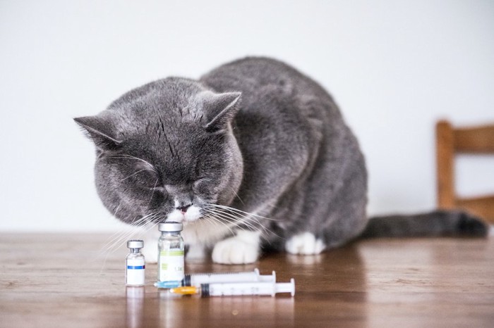 目を閉じて薬品の瓶に顔を近づける猫