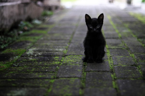 石畳に小さい黒猫