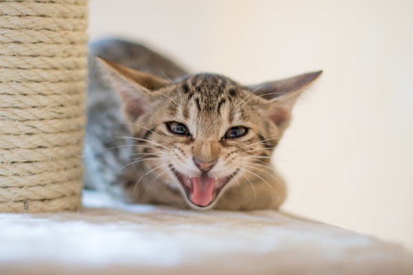 キャットタワーで怒る子猫