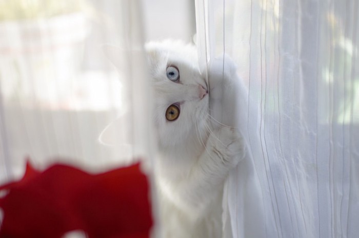 カーテンに戯れながら飼い主を見る猫