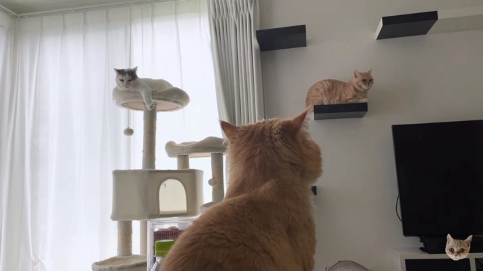 高所の2匹を見上げる猫の後頭部