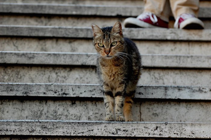 階段を歩く野良猫