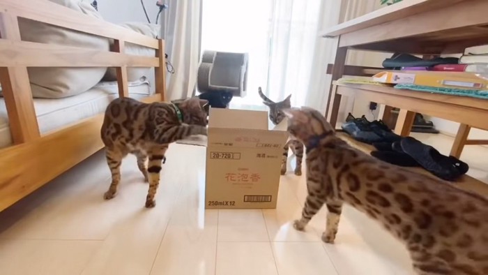 箱に集まる3匹の猫