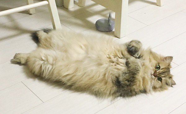 仰向けに寝そべるペルシャ猫