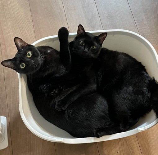 トイレに収まる黒猫