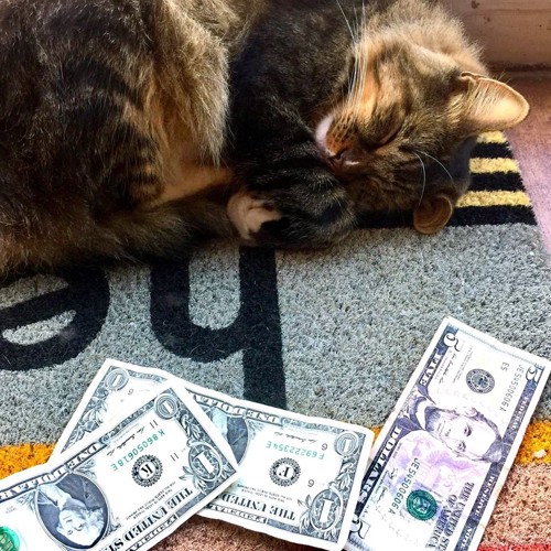 寝ている猫とお金