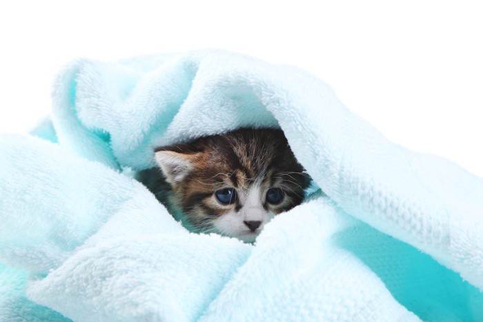 タオルに包まれた子猫