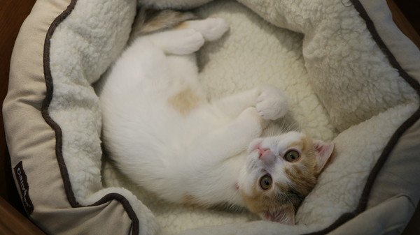 ベッドで寝転がる白と茶色の猫