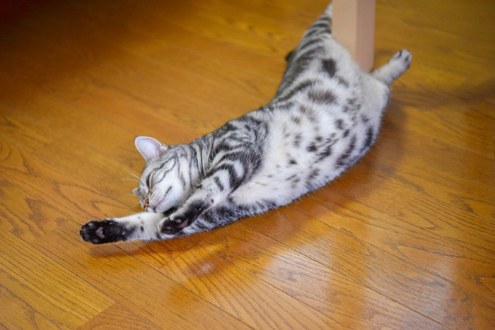 床に寝転んで手足を伸ばす猫