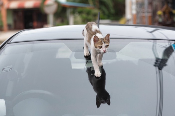 車の上を歩く猫
