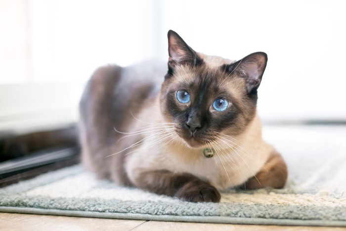 青い目が美しいシャム猫