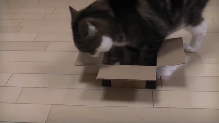 箱に入ろうとする猫