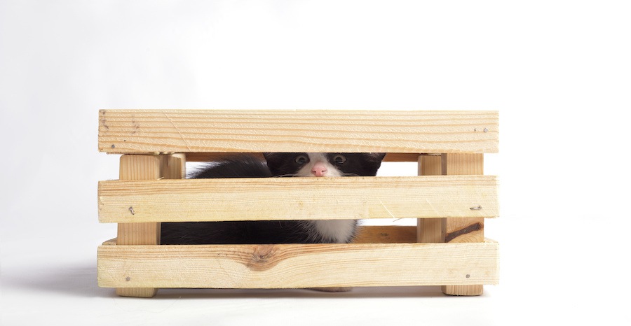 木箱に隠れている子猫