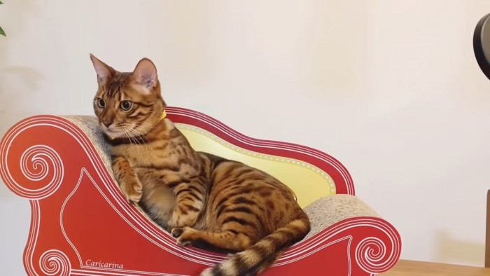 爪とぎソファーの上にいる猫