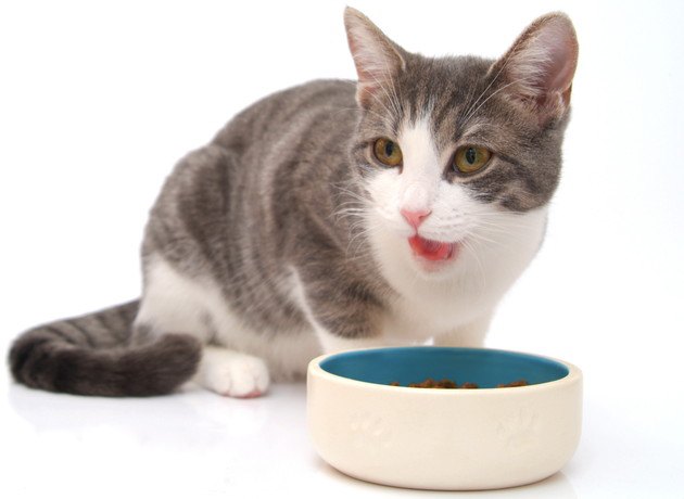 かわいい食器で食事をしている猫
