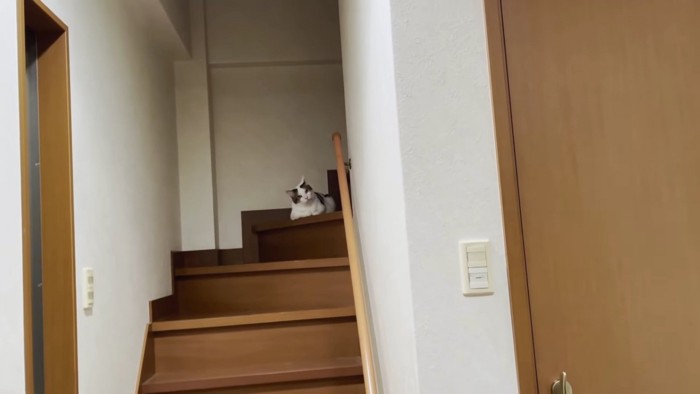 奥の階段から見てくる猫