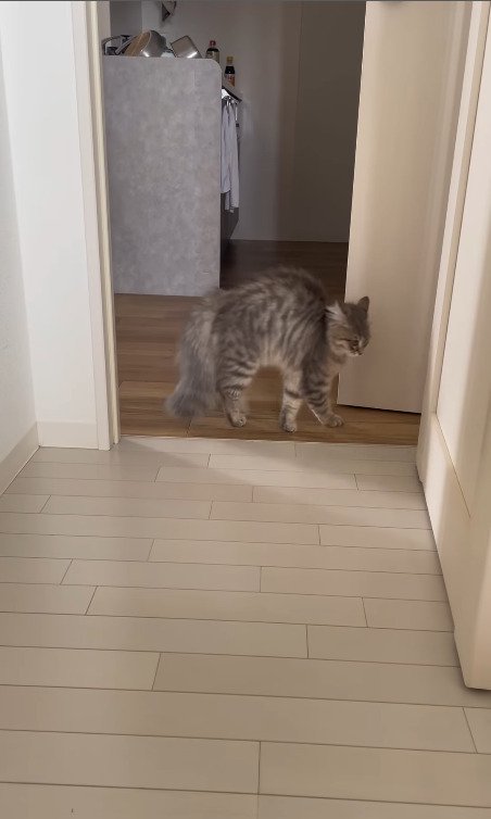 少しずつドアに近づいていく猫