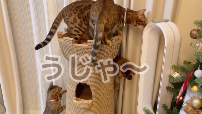 タワーに集まる猫