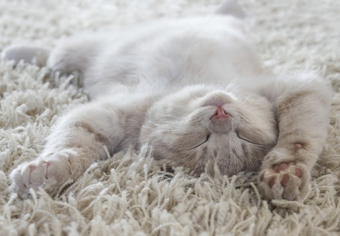 カーペットの上でお腹を出して眠る猫