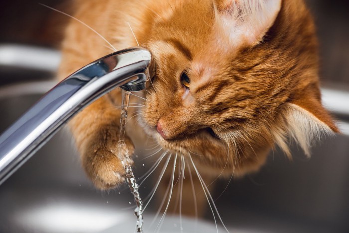 流れ出る水を触る猫