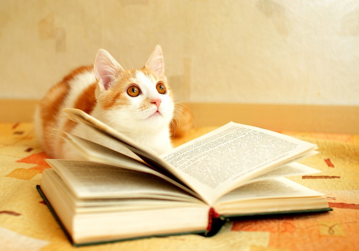本を見る茶とら猫