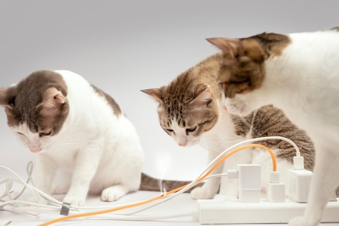電気コードを見る猫たち