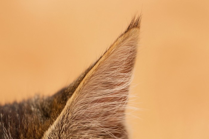 猫の耳毛
