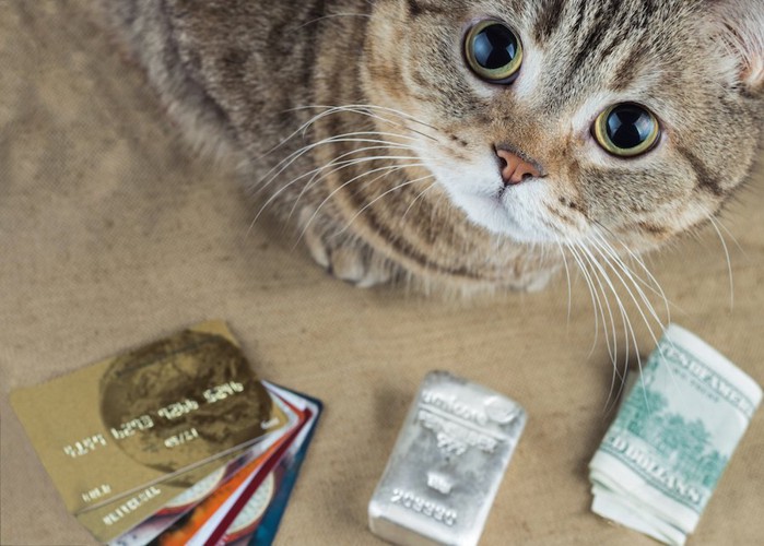 こちらを見る猫とカードとお金