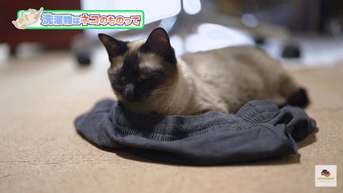 洗濯物の上のシャム猫
