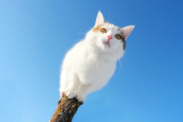 気の上から見下ろす白猫