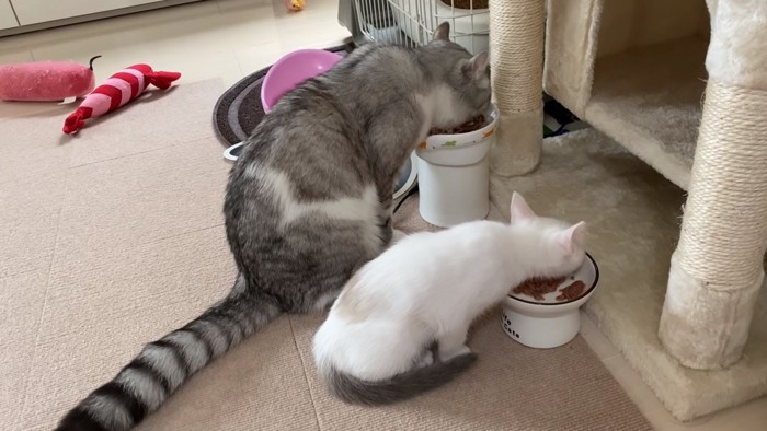 並んでご飯を食べる猫2匹