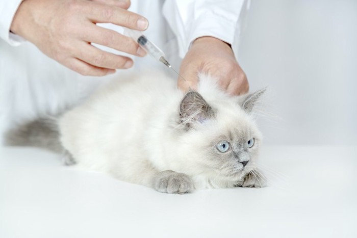 獣医師に注射を打たれている猫