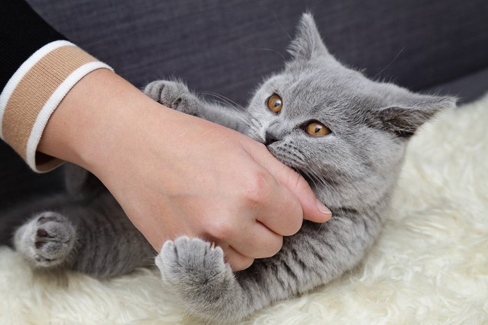 人の手を抱えてかじる猫
